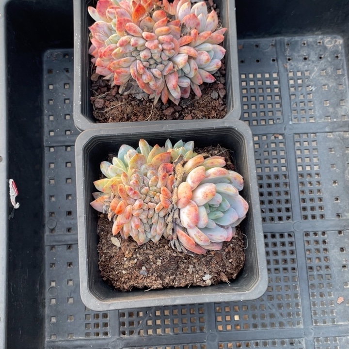 叶***子叶子专拍橙梦露缀化2颗