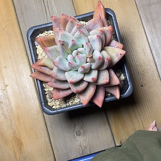 小***儿144//////////////