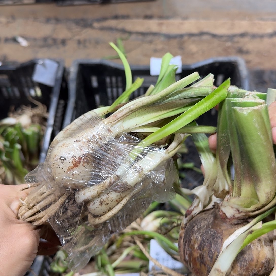 吉祥颂歌8+坨子开花球