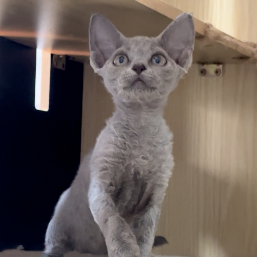 纯蓝德文妹妹德文卷毛猫活体猫幼崽