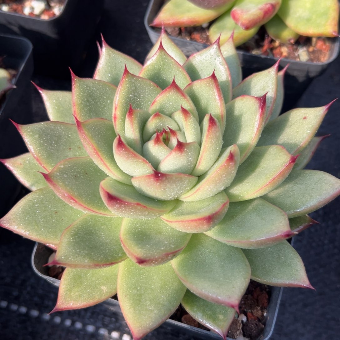 多肉植物一物一拍（1号）