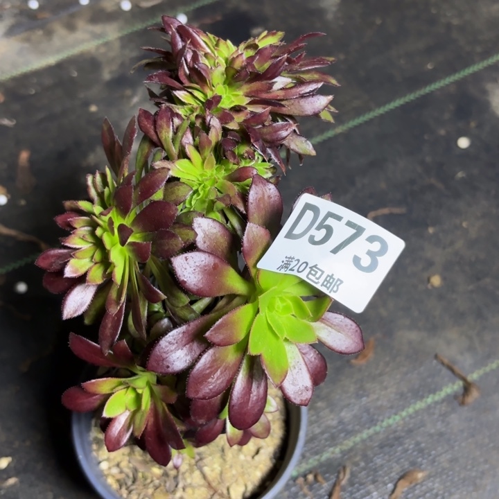 瑞妈一物一拍573