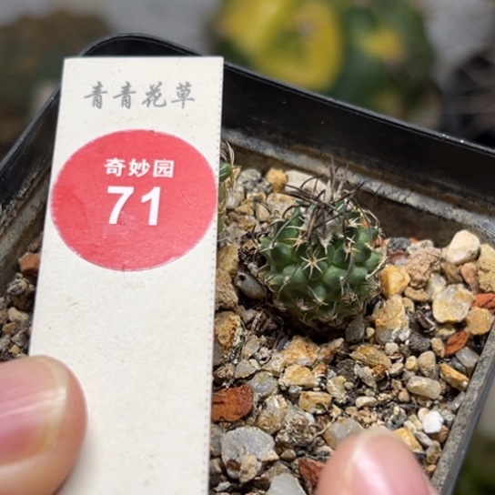 实生碳刺升龙丸娇丽