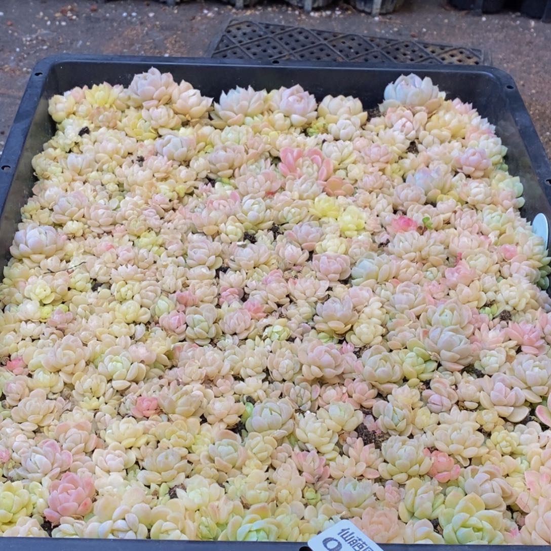 047多肉植物保护研究所所长