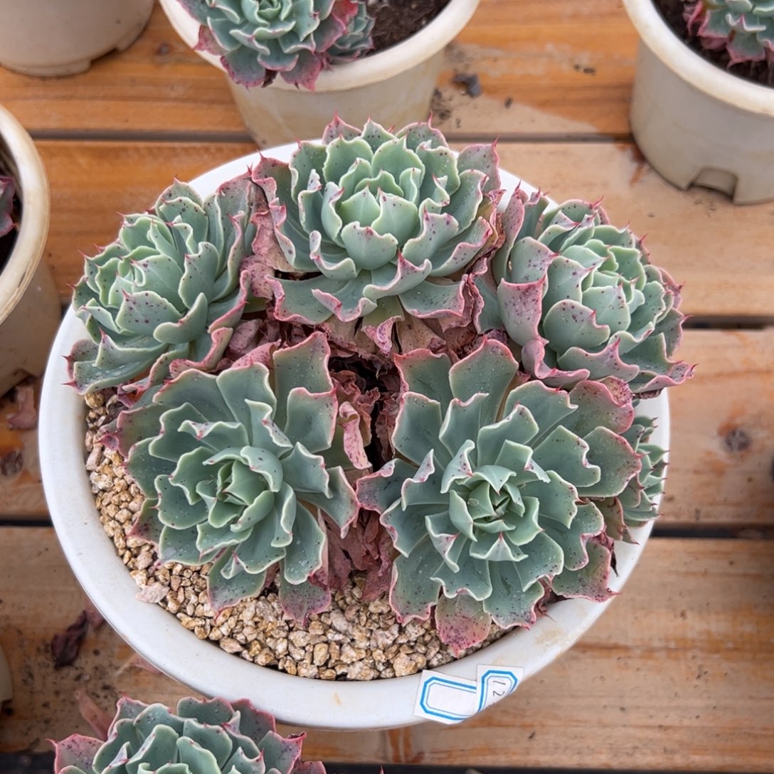 多肉老桩海啸【非偏远满18包邮】