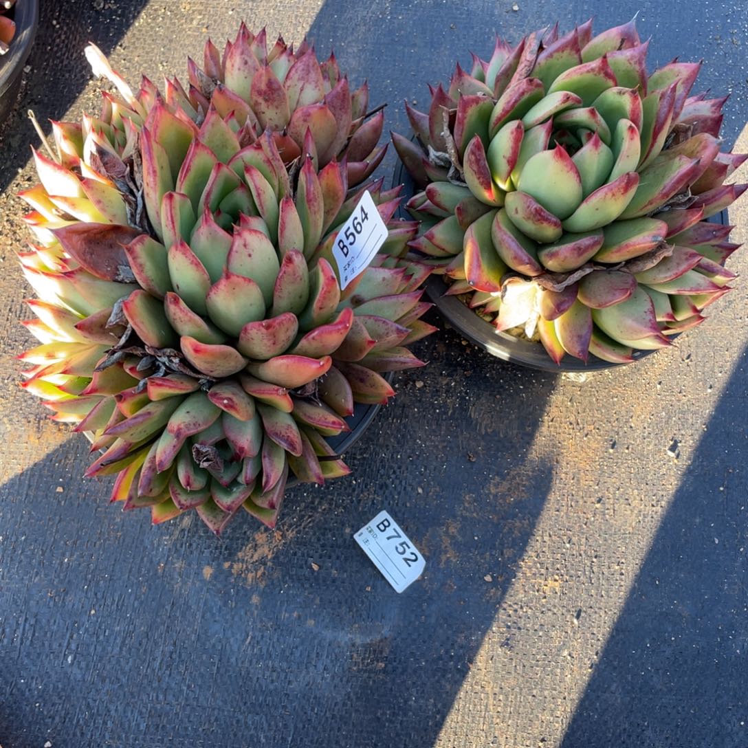 无花朵若如东云单拍B564