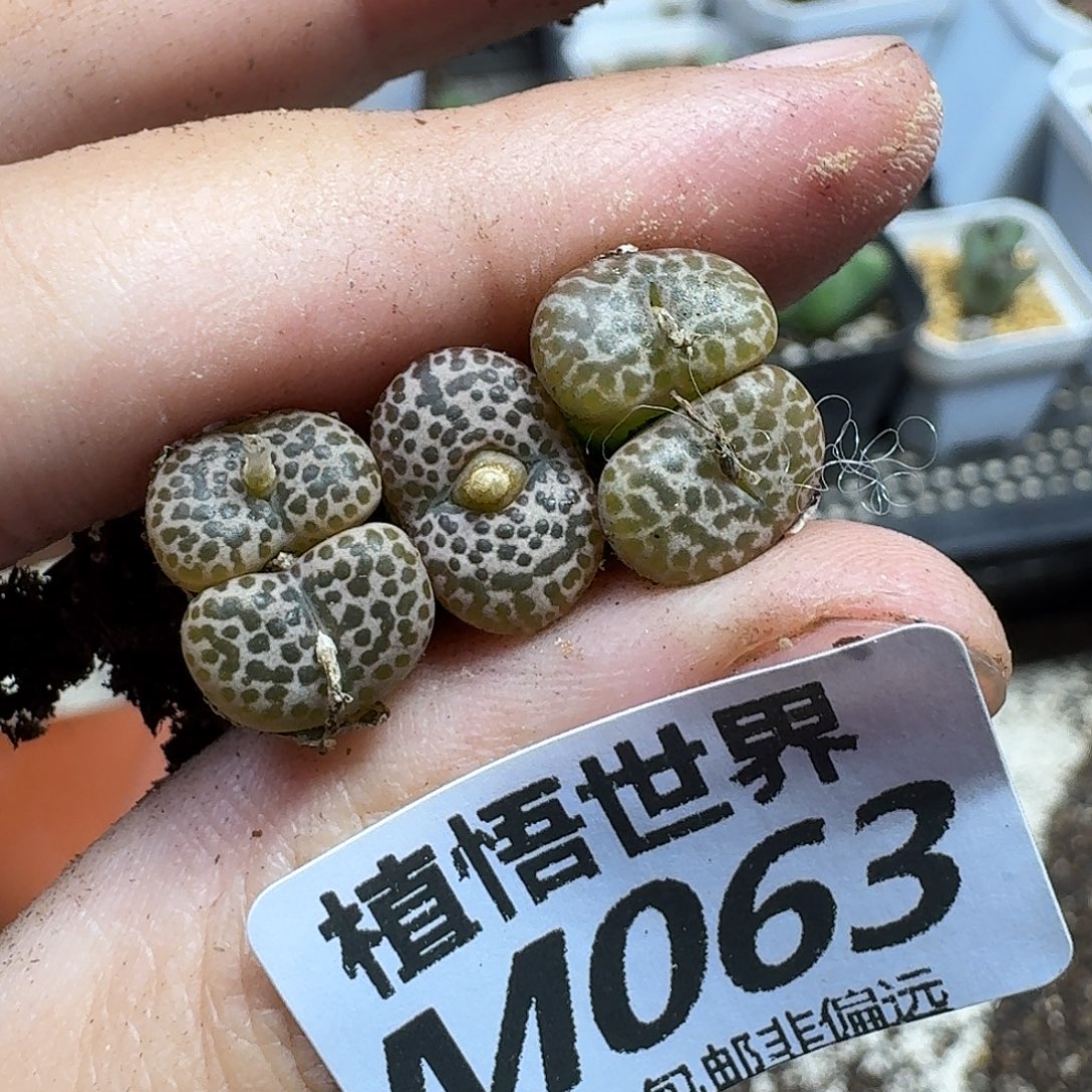 和***红drzwdrz多肉植物的润泽