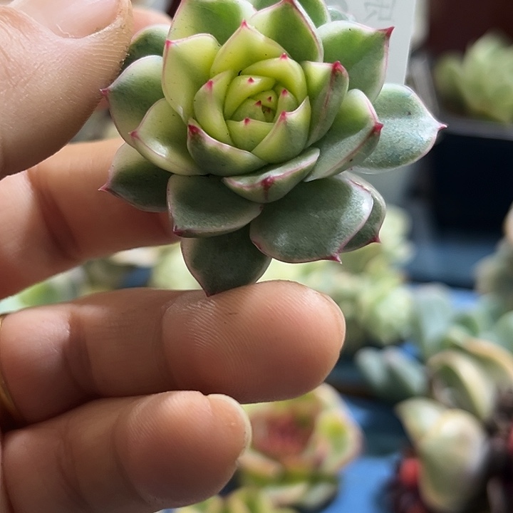 279法比奥拉腹轮锦炸无根