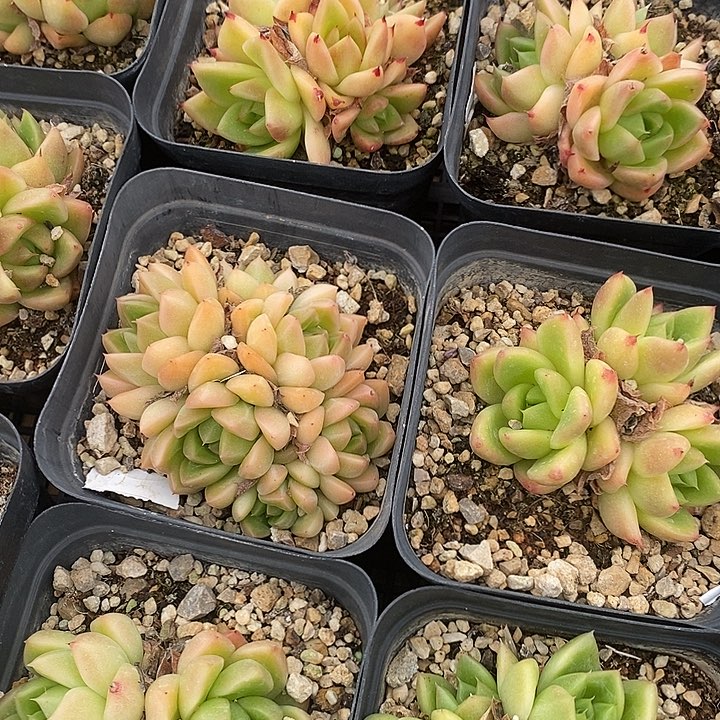 黑方盆珍妮群福利多多