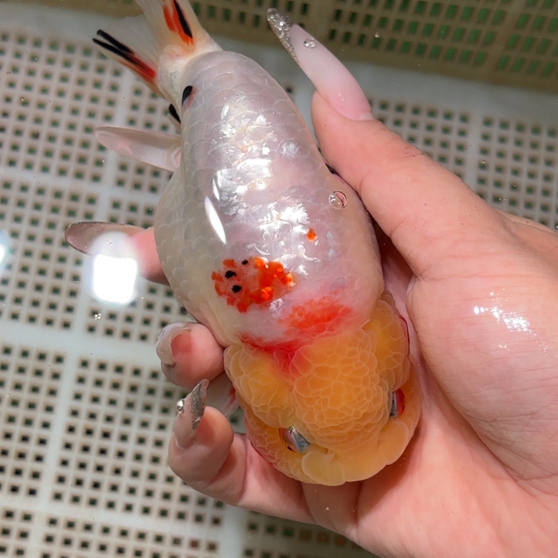 金***儿金鱼拍包装包邮，不拍包装运费到付