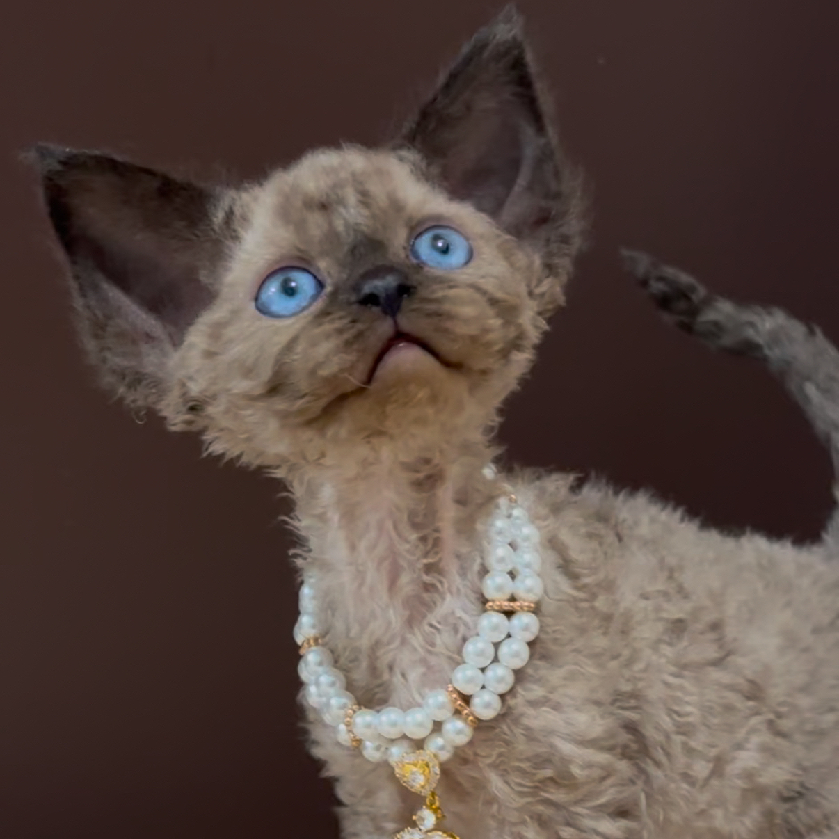 爪爪德文卷毛猫 长毛重点色弟弟  天花板小猫