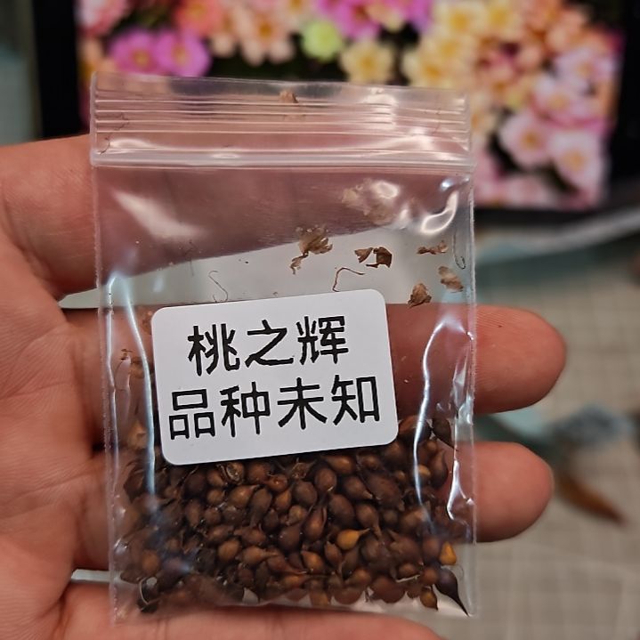 酢浆草早花桃之辉未知品种