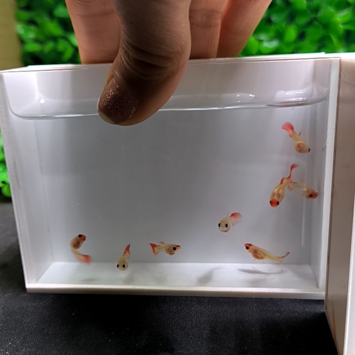 孔雀鱼红头玻璃猫苗子8条。