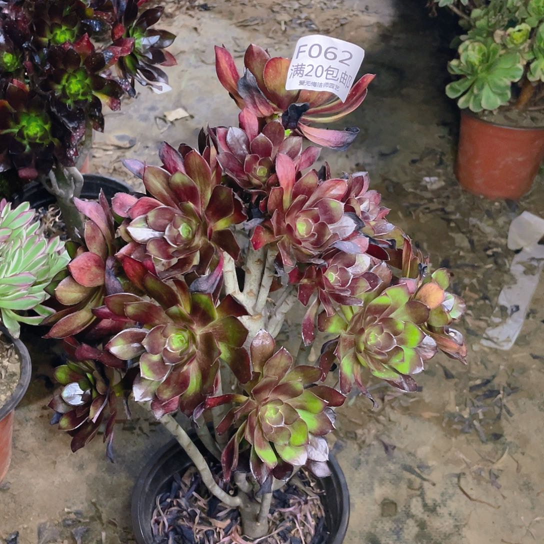 062灰法师多肉法师