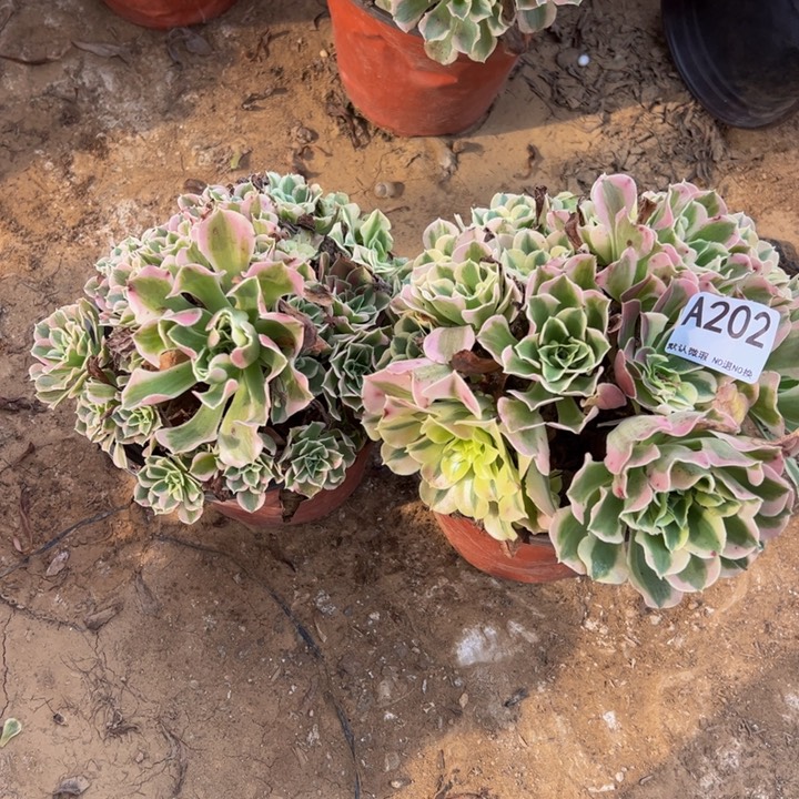 白凤2颗多肉植物202.