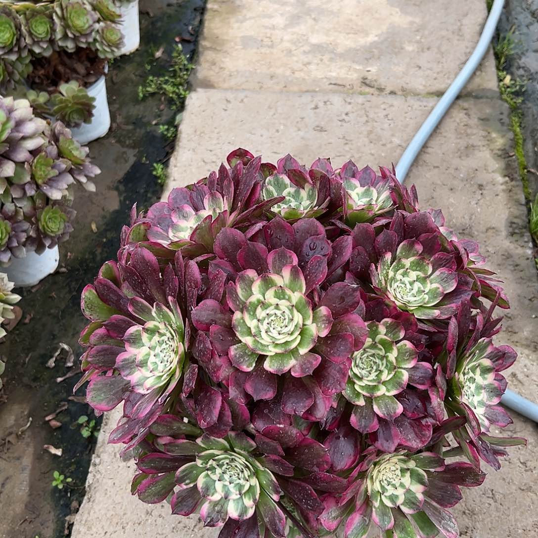 无花朵霁月法师多肉植物漂亮