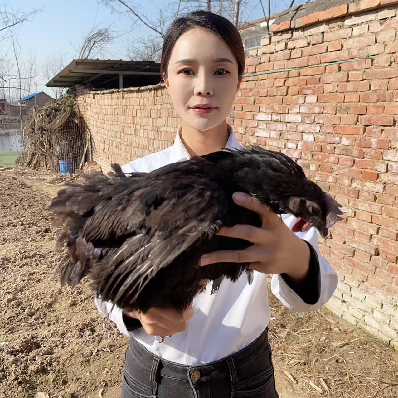 【助农现场】农家全粮散养黑母鸡 人工现杀 顺丰包邮ZQ