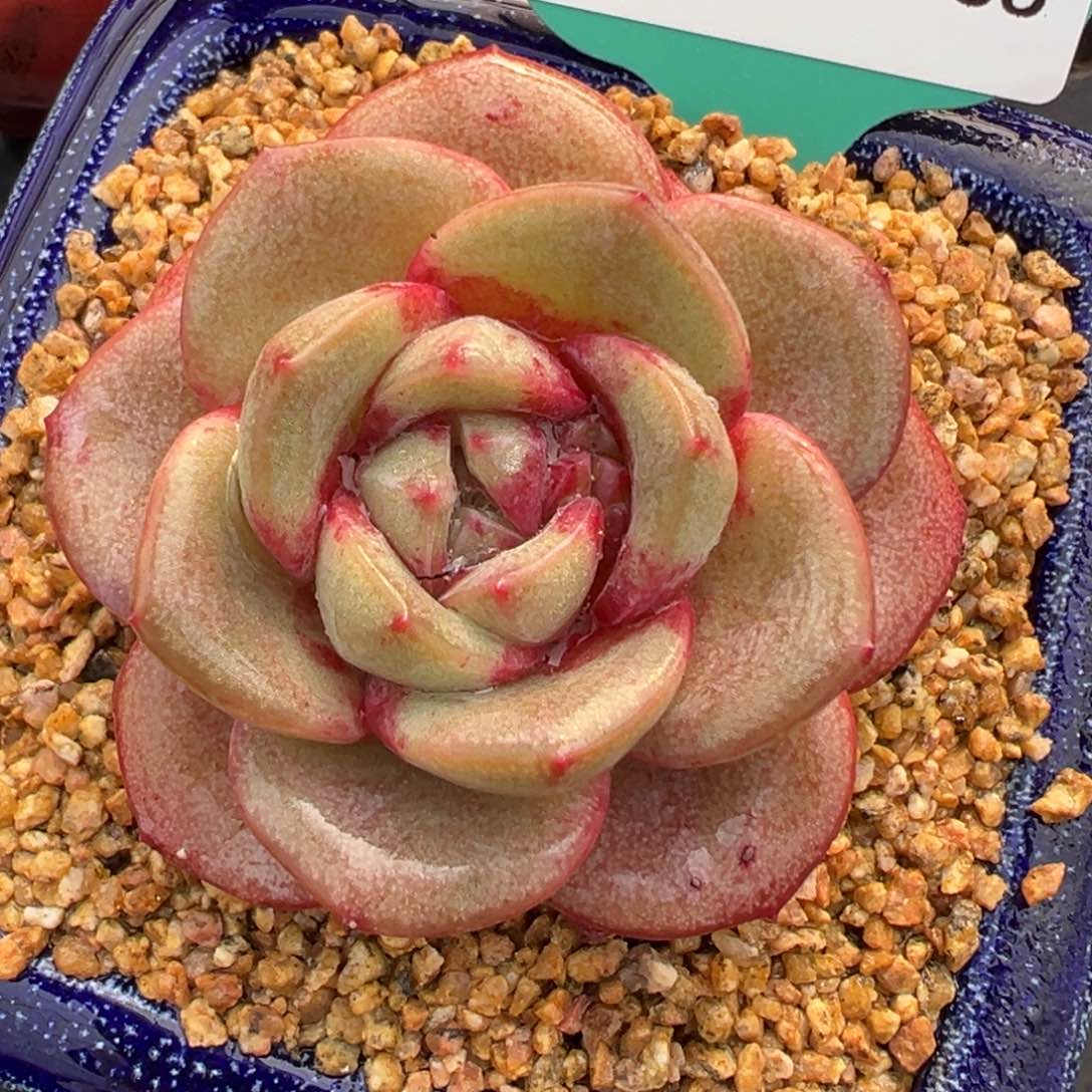 从前慢多肉精选编号0215.68