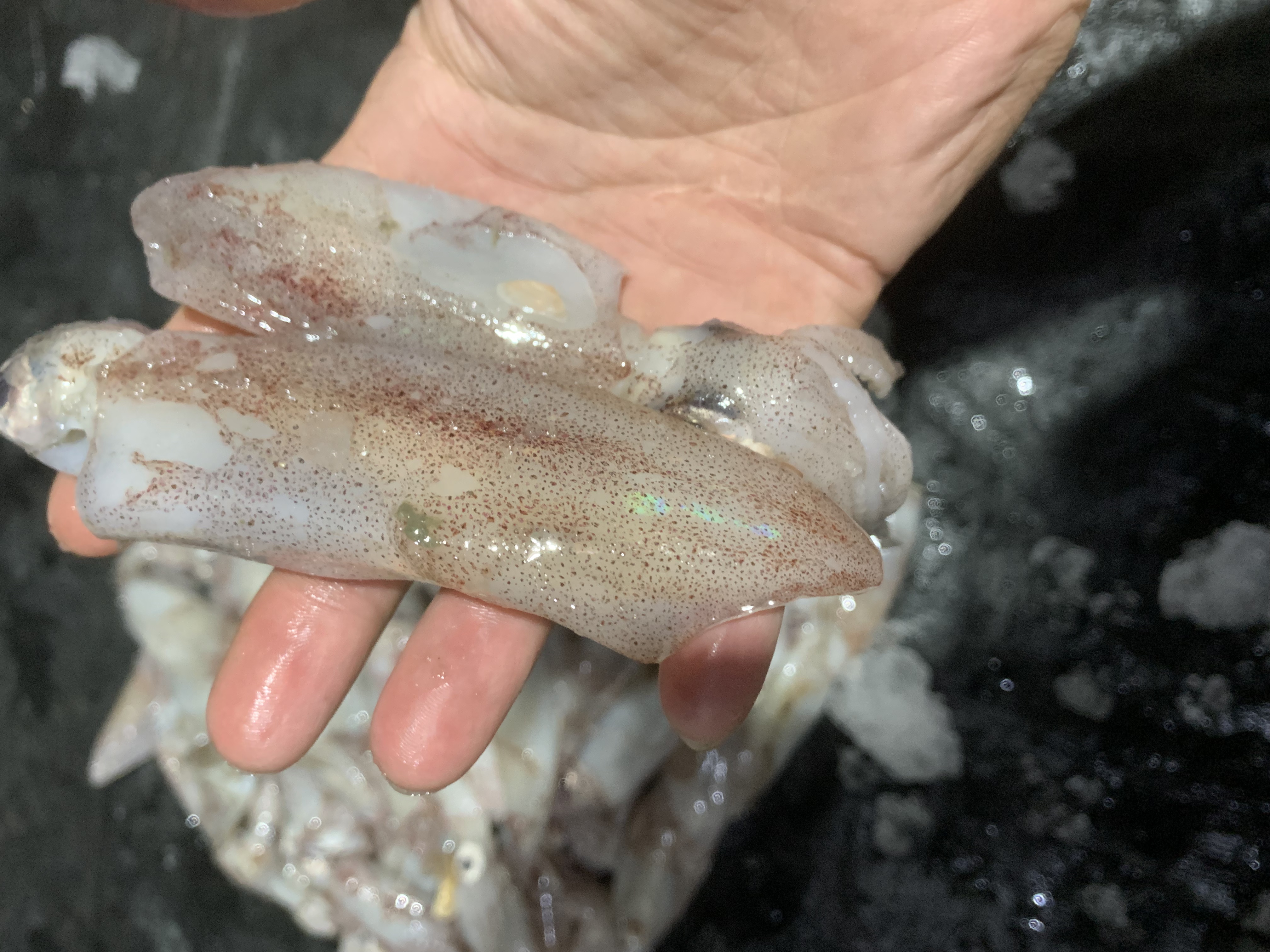 拖网船小管（有点沙要剪开洗）顺丰冷链