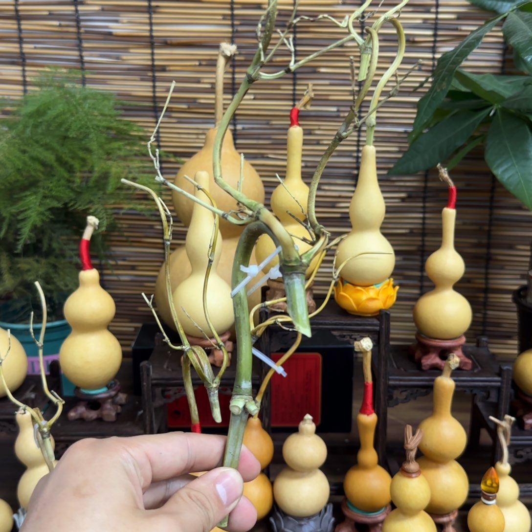 冠***谊啊啊啊啊啊啊啊啊啊啊啊啊