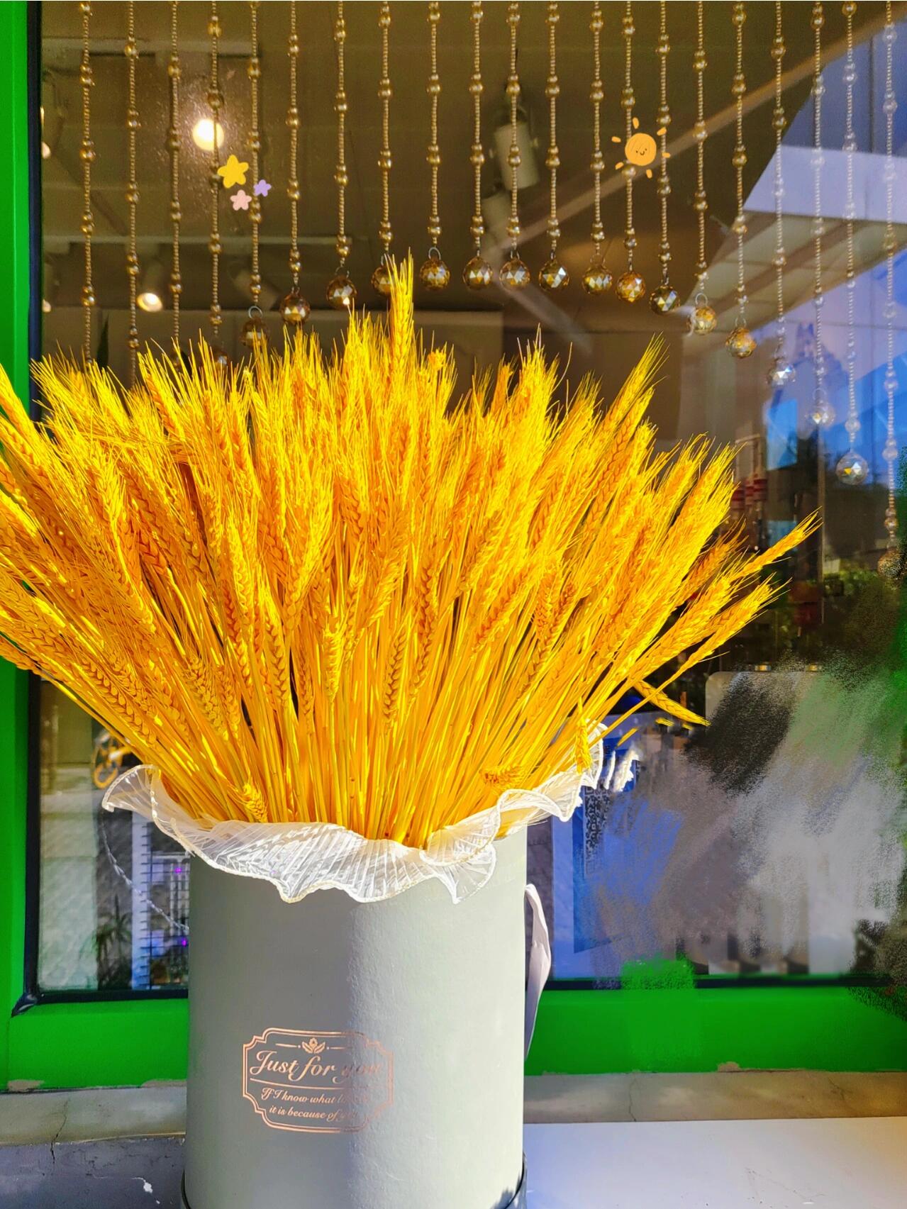 【源头一手价】永生花大麦一把   云南基地直发  家养    