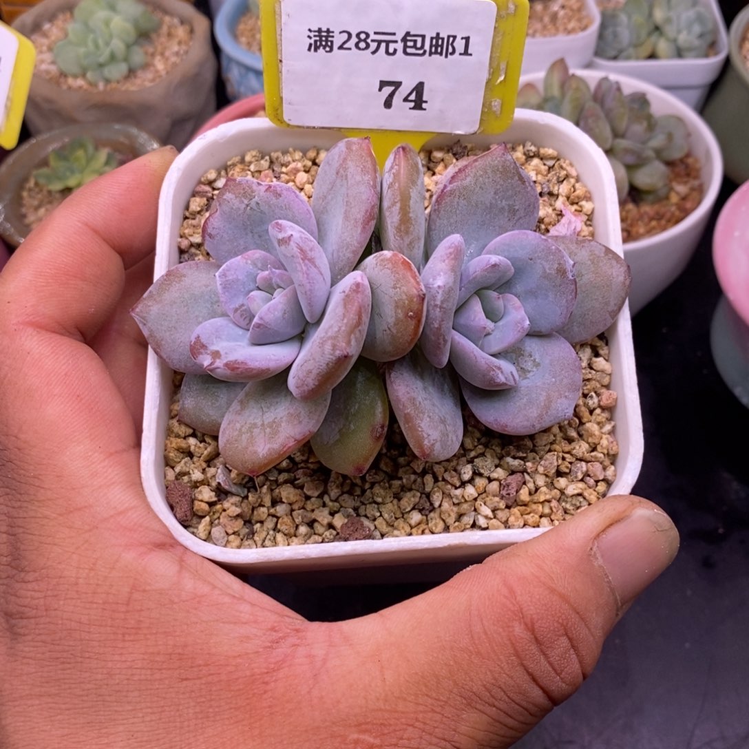 174福利，双头趴地奶茶多肉