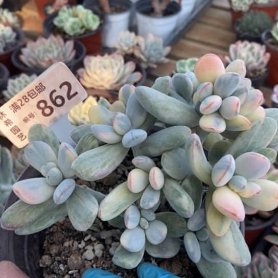 862一一一一一一一一一