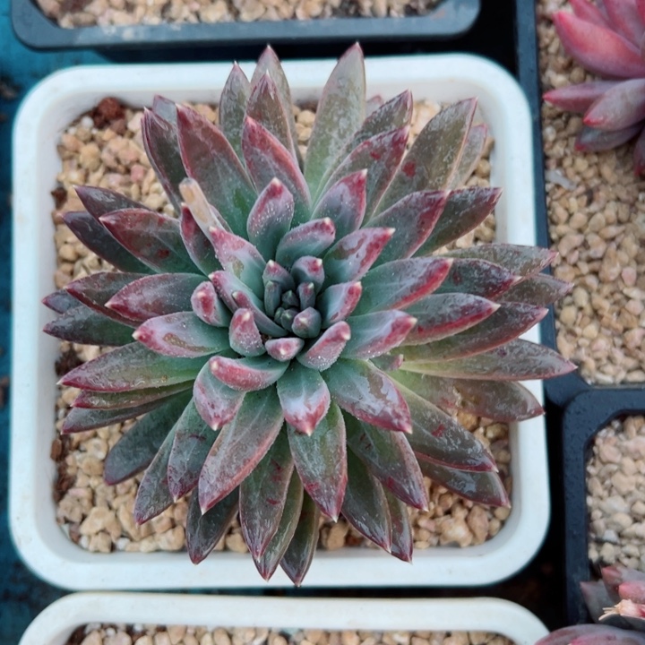 精品多肉植物老桩