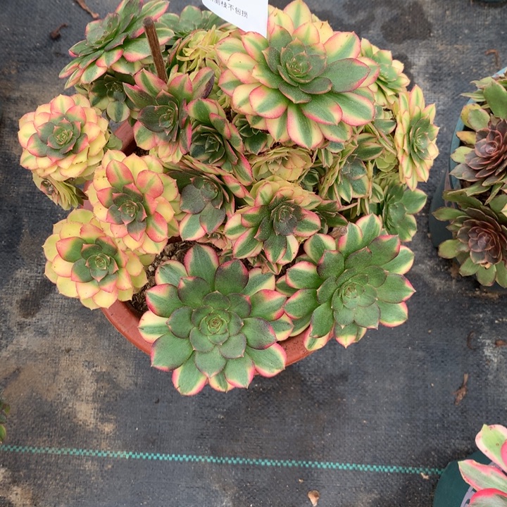 578雨荷多肉植物特价