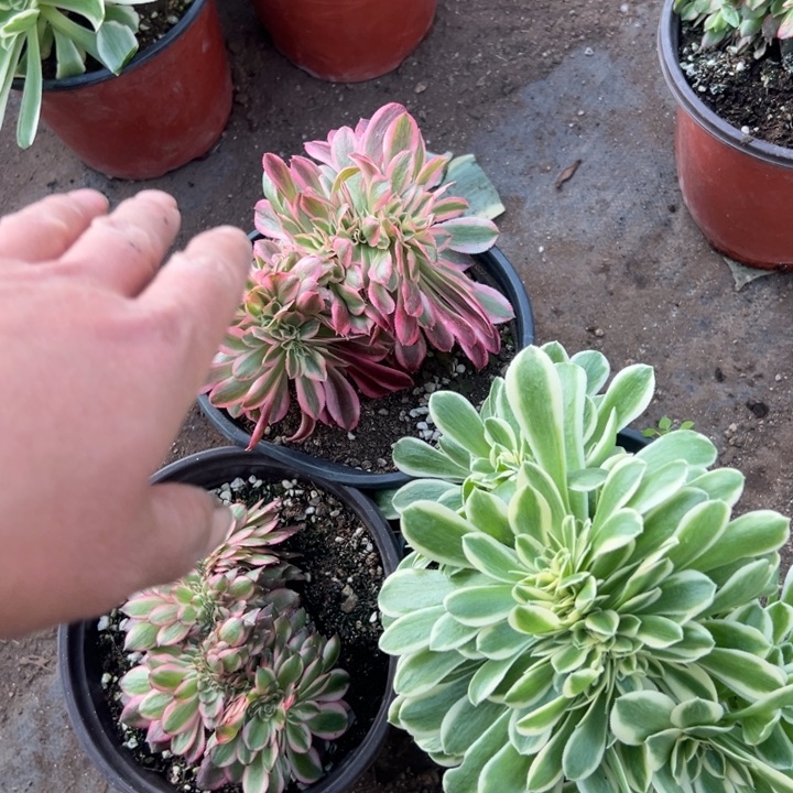 多肉植物3颗缀不售后