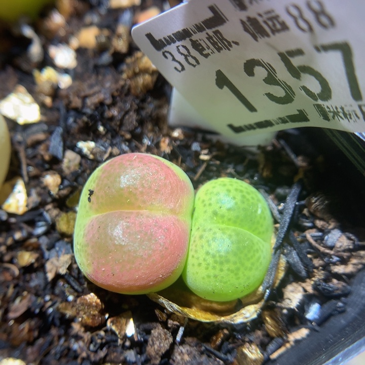 Zzz精品生石花1357