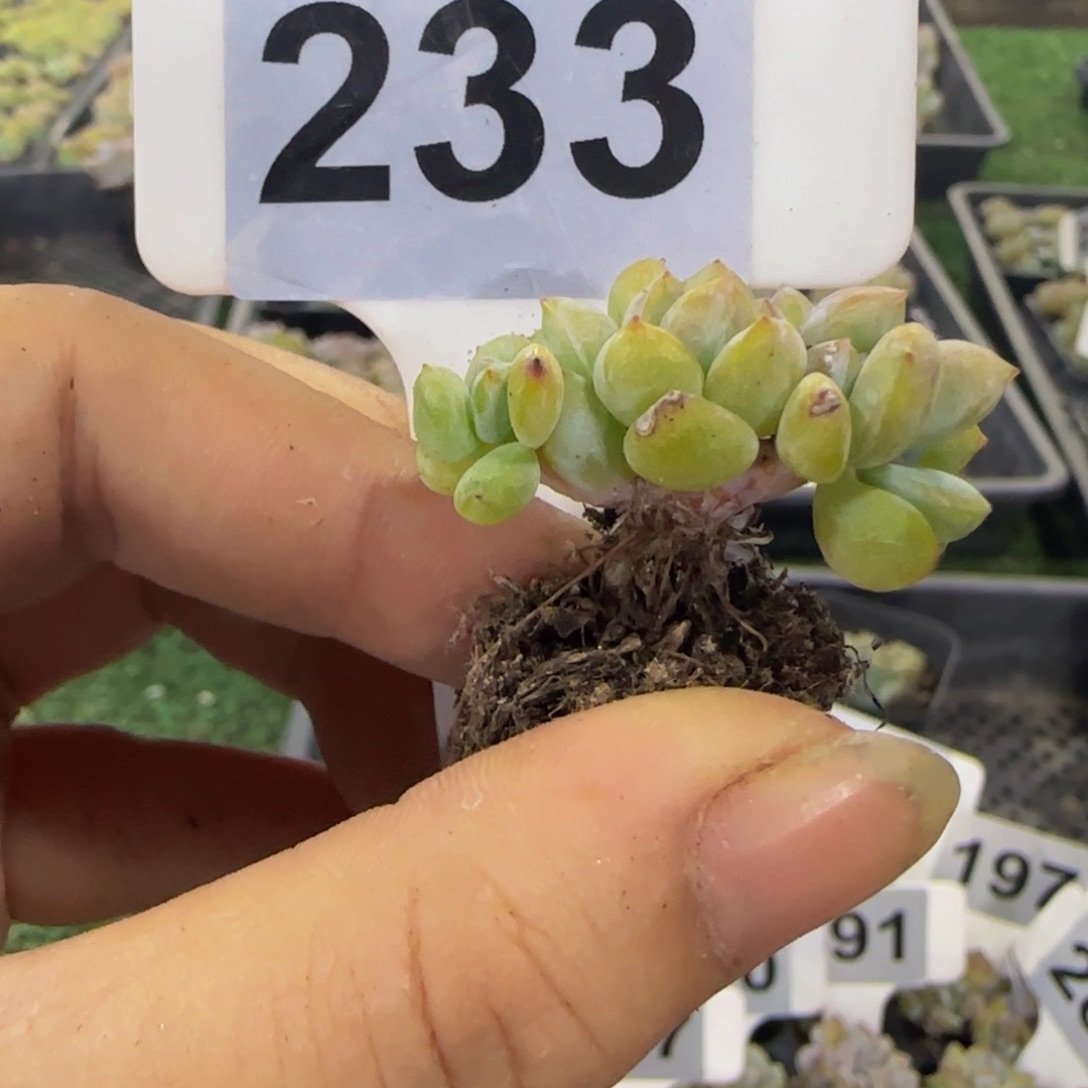 233 号一物一拍特价福利