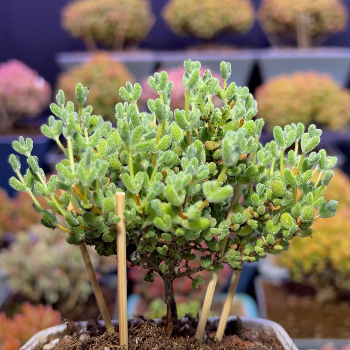 【闪购商品】d707莱斯枝干番杏