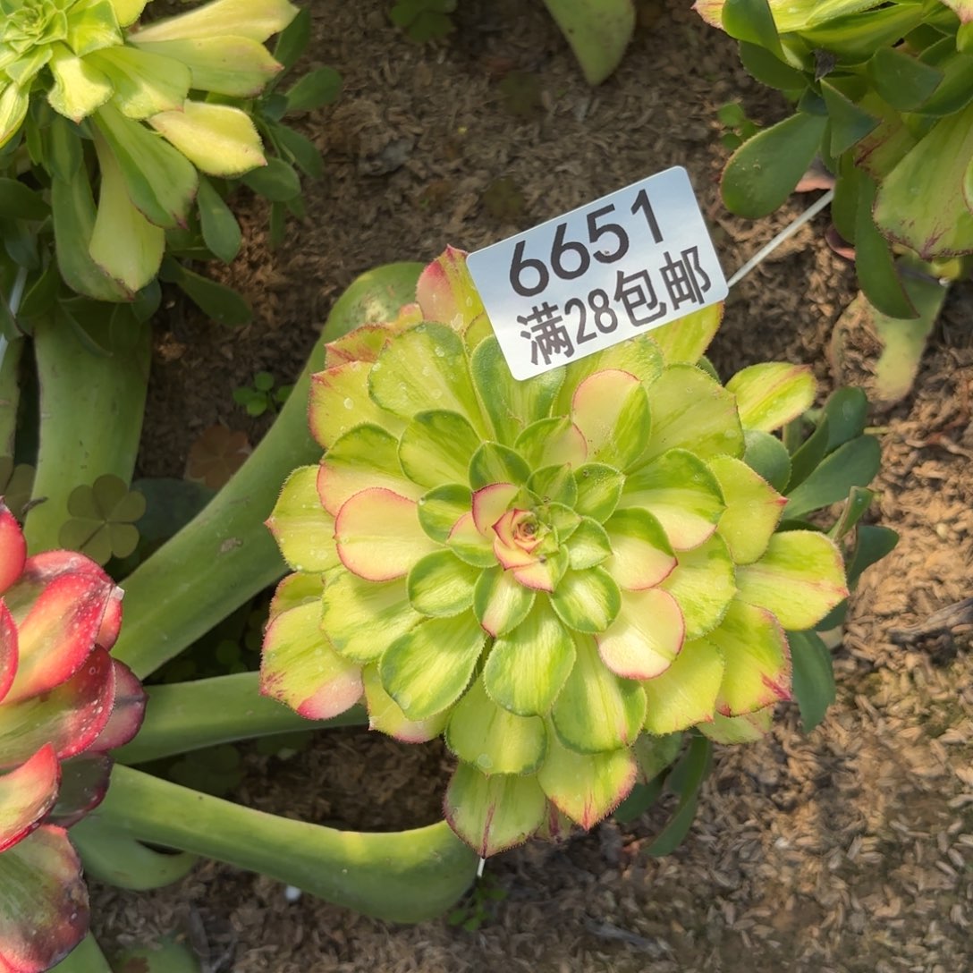 C.  6651知否多肉