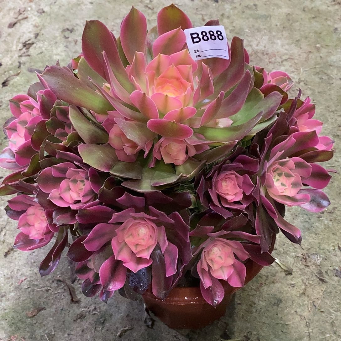 香妃多肉植物888