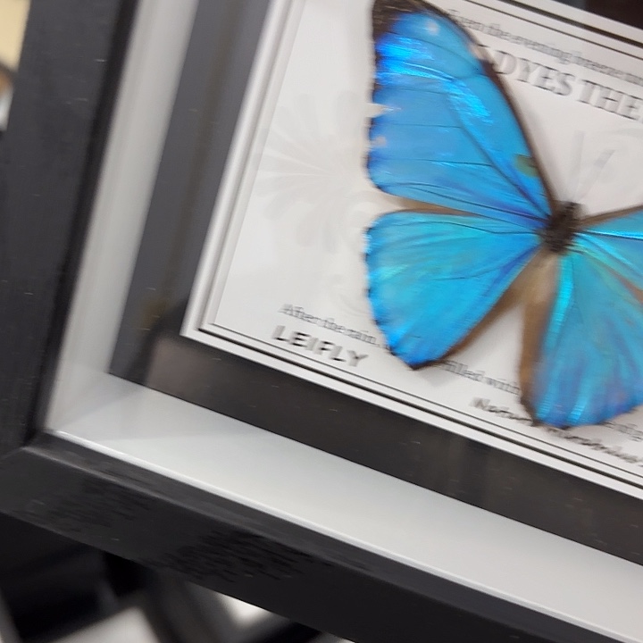 M***舍蝴蝶标本定制498@