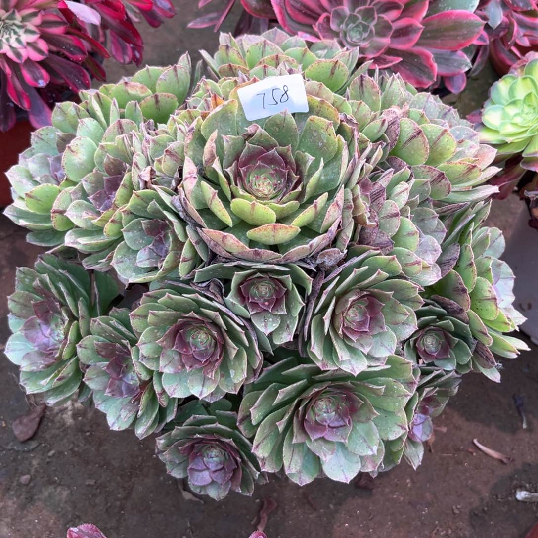多肉植物万拉丝758