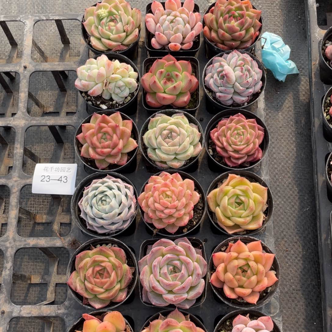 一物一拍18棵23-43