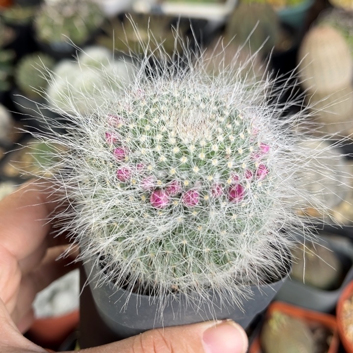 仙人球一物一拍实生