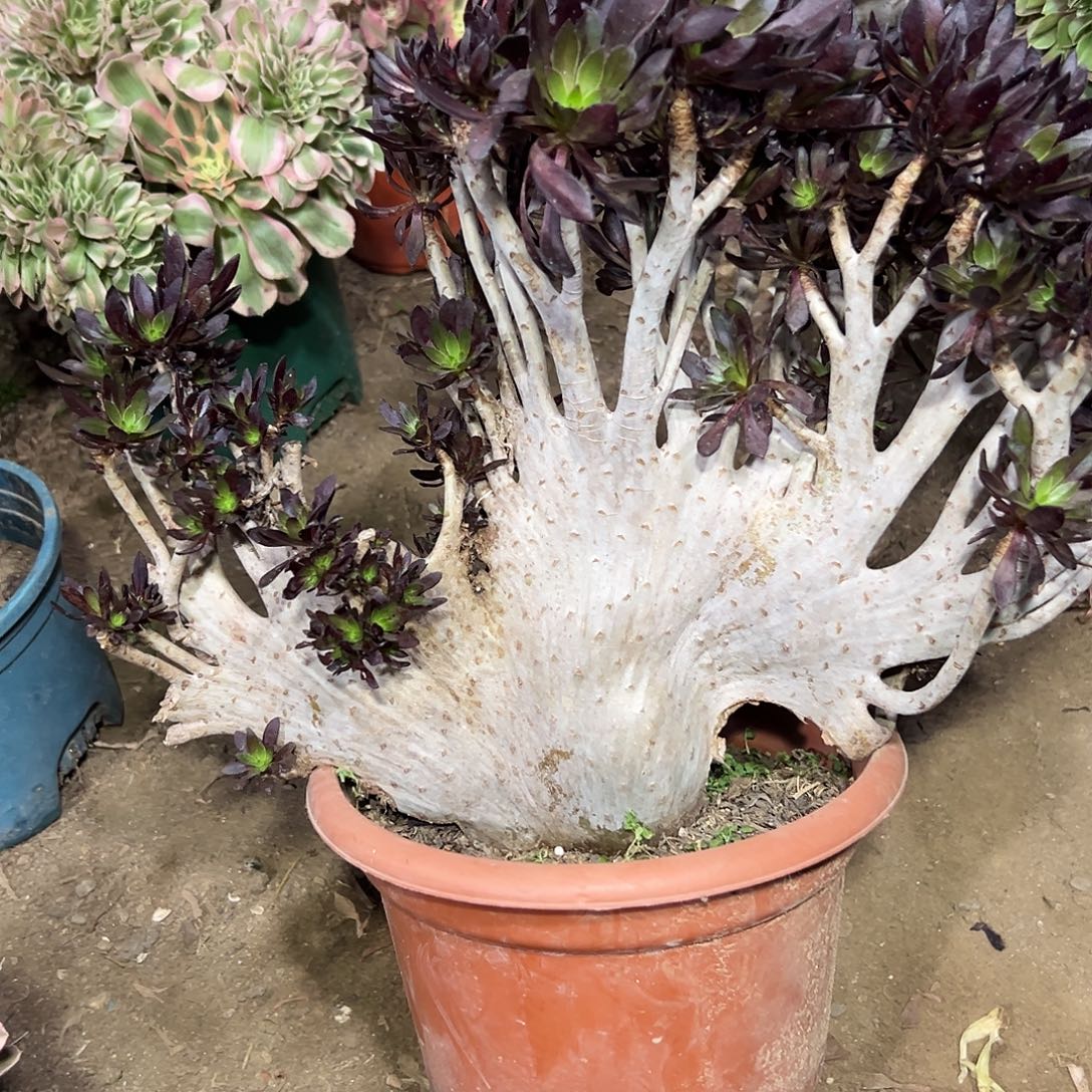 多肉134植物黑法师缀花