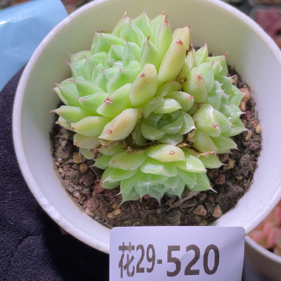 花利美29-520麦秆
