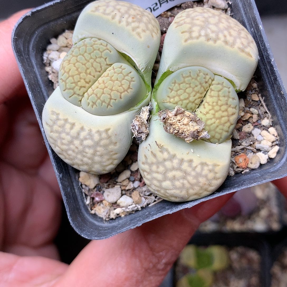 D171多肉植物保护研究所