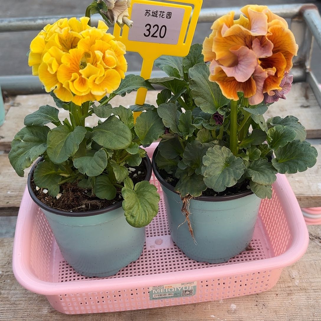 大部分开放少量花苞320