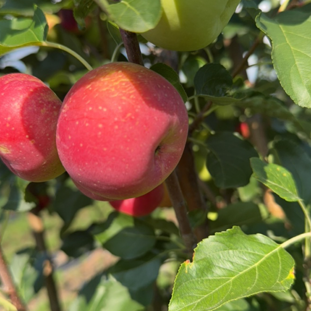 东北特产龙丰果霜打后更甜酸甜可口新鲜采摘海棠果