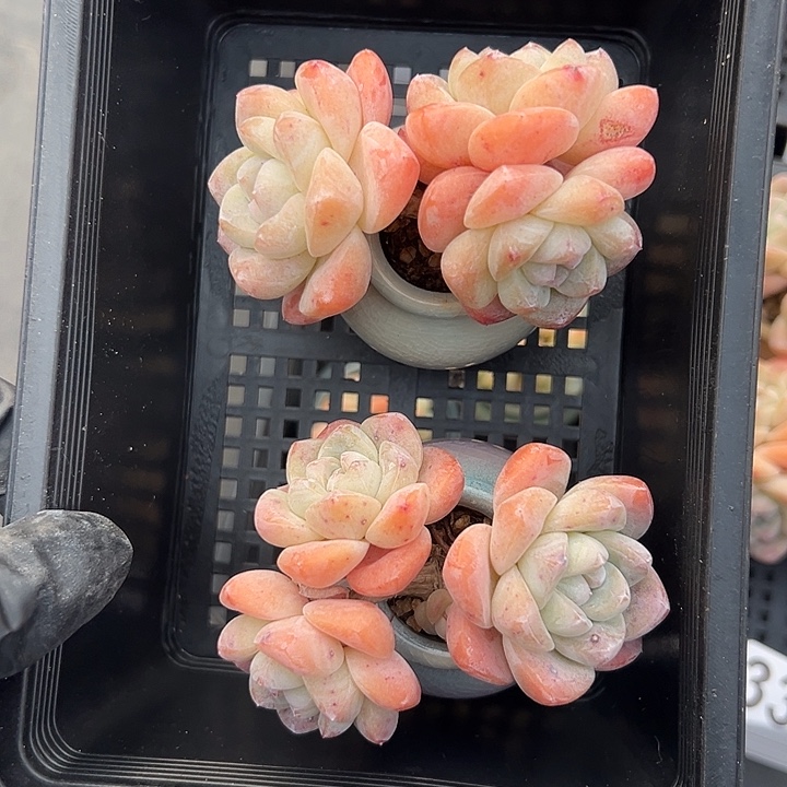 3392，俩个三头冰玉带盆发