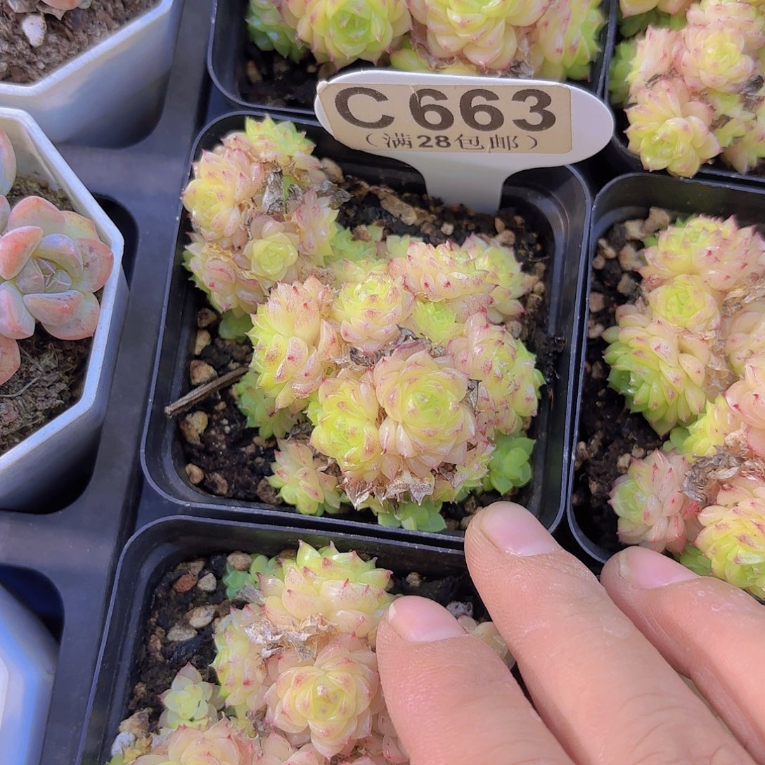 C663香特一物一拍