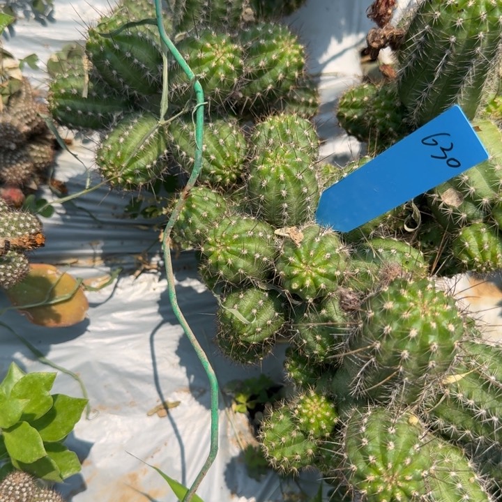 矮胖白檀460群生630