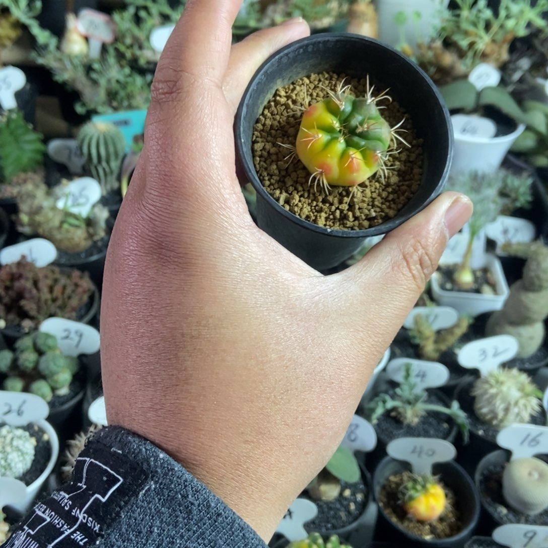 勇将锦一个一物一拍