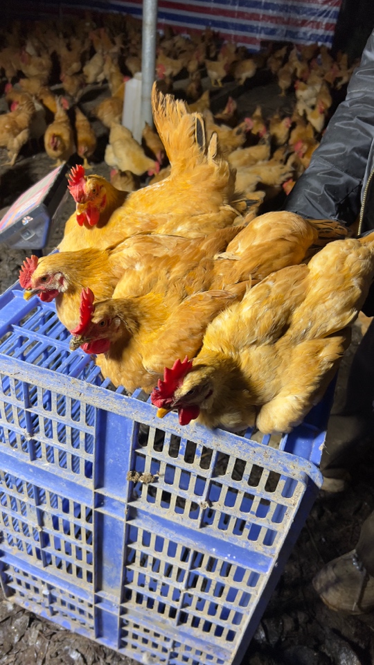 4只，三黄公鸡，果园放养，顺丰包邮，活体发货