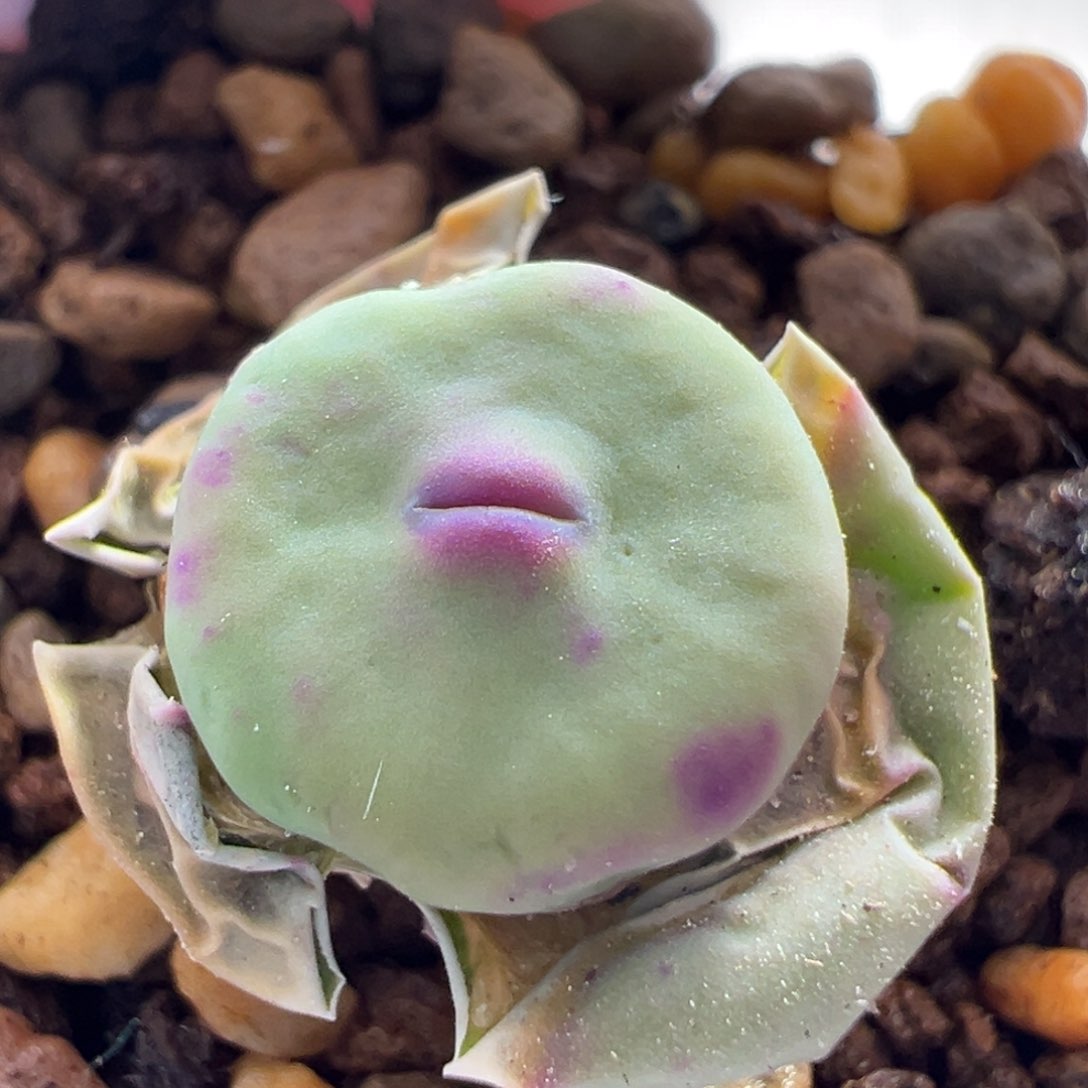 6优选dows嘴一颗嘟嘟嘴